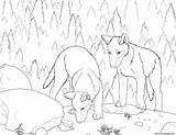 Wolf Coloring Realistic Pup Pages Wolves Print Printable Color Popular Getdrawings Getcolorings Coloringhome sketch template