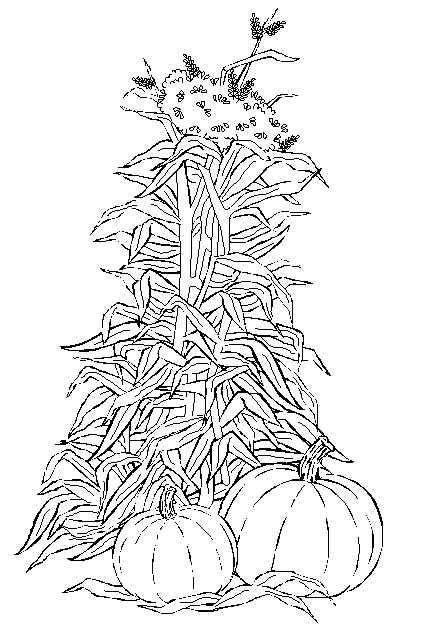 cornstalk  pumpkin harvest coloring page   autumn