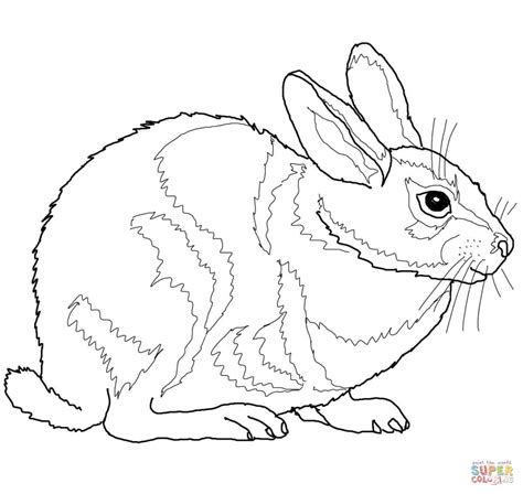 eastern cottontail rabbit coloring page  printable coloring pages