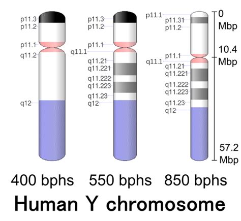 Difference Between X And Y Chromosomes Compare The Difference Between