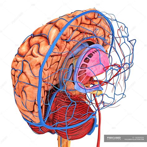brain blood supply anatomical medicine stock photo