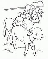 Coloring Sheep Pages Little Kids Popular Cute sketch template