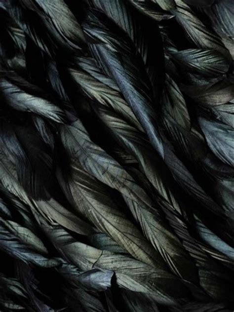 black feathers design blackest black pinterest