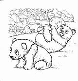 Panda Coloring Pages Printable Pandas Rocks Cute Kids Bear Baby Print Two sketch template