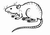 Rat Coloring Pages Drawing Animals Outline Color Print Kids Colouring Rats Printable Clipart Scary Dangerous Sheet Drawings Animal Paintingvalley Mice sketch template