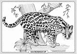 Leopardo Leopardos Ocelot Ozelot Malvorlagen Navegación Rincondibujos sketch template