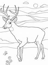 Coloring Pages Deer Tailed Printable Kids Print Buck Whitetail Color Doe Drawing Face Head Deers Bestcoloringpagesforkids Sheets Adult Clipart Hunting sketch template