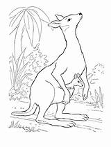Kangaroo Coloring Animal Pages Zoo Gaddynippercrayons Tree sketch template