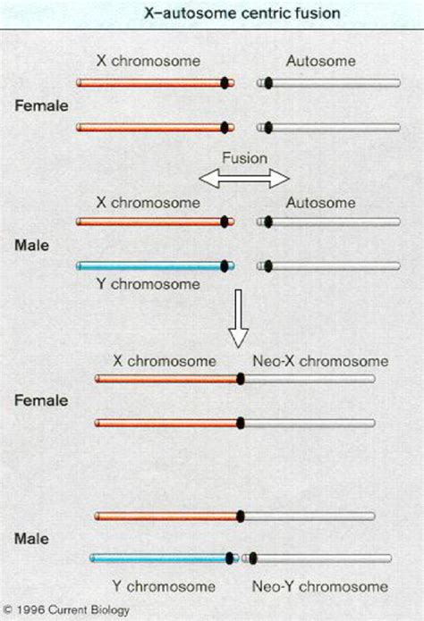 the evolution of chromosomal sex determination and dosage compensation current biology