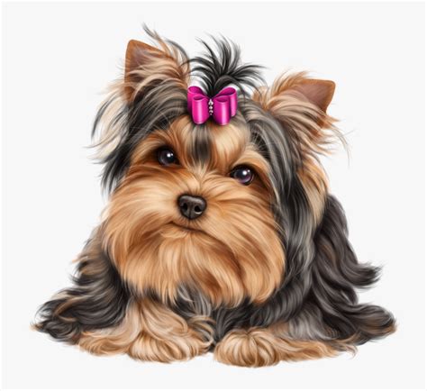 clipart puppy yorkie yorkshire terrier vector png transparent png