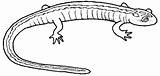 Salamandra Salamander Disegni Salamandres Ausmalbild Kostenlos Gratuit Printmania sketch template