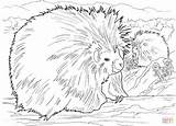 Coloring Porcupines Porcupine Two Pages North Printable American Supercoloring Color Results Coloringbay Categories sketch template