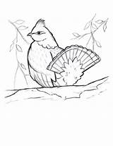 Grouse Ruffed Coloring Weekend Book sketch template