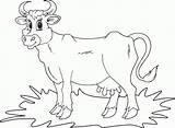 Cow Simple Coloring sketch template