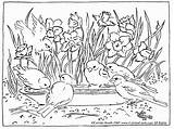 Pond Coloring Pages Animals Getcolorings Printable Color Introducing sketch template