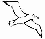 Albatross Albatros Colorat Seagull Desene Tattoo Planse Oiseau Mouette Pasari Colering Salbatice Freepngimg Tatouage Animale Seabird Animalstown sketch template