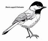 Chickadee Coloring Clipart Bird Pages Capped Chickadees Cliparts Drawing Drawings Colouring 256px 91kb Color Library Watercolor sketch template