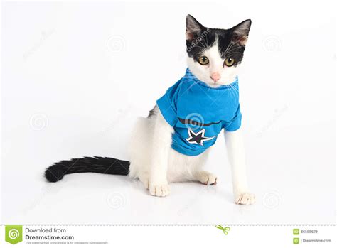 cat wearing shirt   royalty  stock