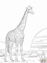 Coloring Giraffe Pages Realistic Adults Rothschild Printable Giraffes Color Sheets Sheet Animal Supercoloring Drawing Adult Print Drawings Outline Book Animals sketch template