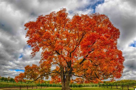 mindblowing planet earth maple acer natures favorite tree  grow