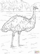 Emu Coloring Pages Realistic Colouring Australian Bird Drawing Printable Parakeet Animals Animal Template Sketch Cartoon Supercoloring Super Australia Print Templates sketch template