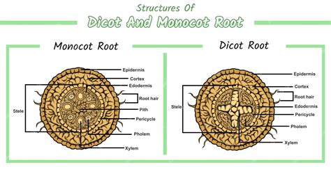 premium vector internal structures  monocot root  dicot root