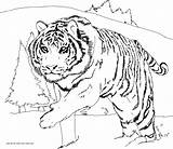 Tiger Coloring Pages Printable Color Sheets Animal Tigers Kids Print sketch template