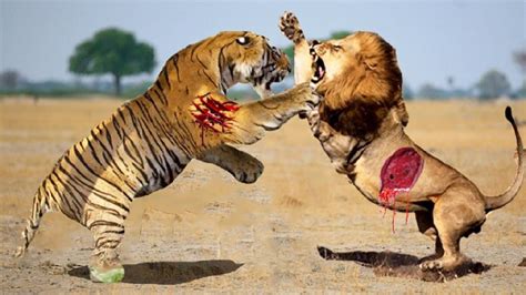 Lion Vs Tiger Fight Videos Download Supportdeath