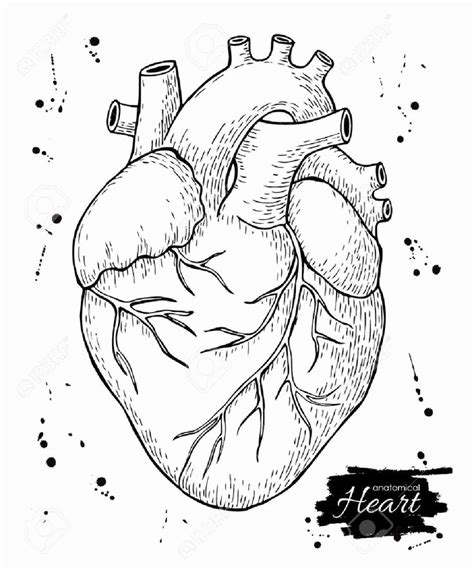 heart anatomy coloring worksheet inspirational heart drawing anatomy
