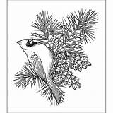 Pine Cone Drawing Cardinal Coloring Pages Bird Christmas Birds Cardinals Printable Cones Branch Ponderosa Winter Outline Creations Getdrawings Stamps Sheets sketch template