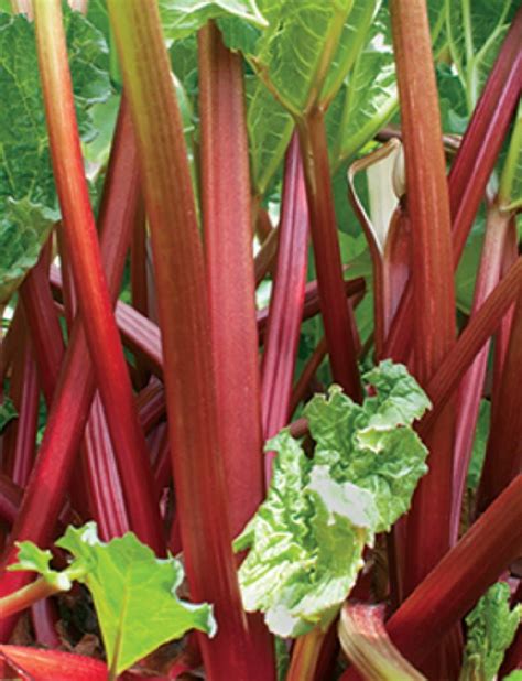 In Harvesting Rhubarb Leave Half The Stalk Home And Garden