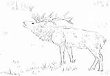 Coloring Pages Elk Bull Deer Printable Getcolorings Whitetail Getdrawings Color Colorings sketch template