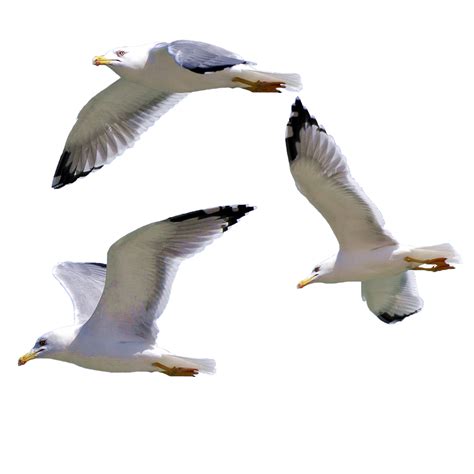 bird european herring gull gulls seagull png    transparent bird png
