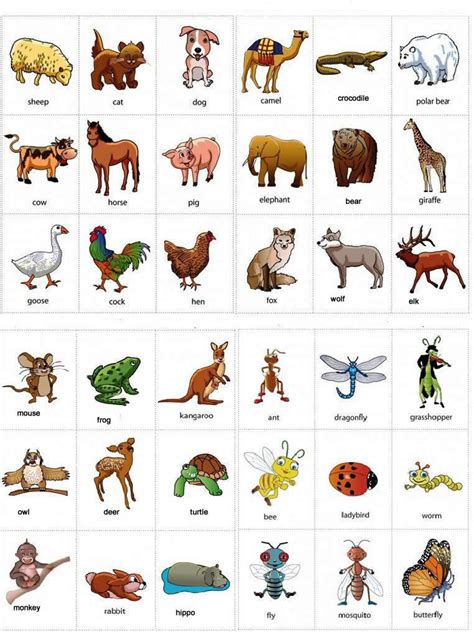 animals names  pictures learning english