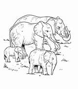 Colorear Elefantes Manada Elephant Elefante Elephants Bebes Elefanten Tudodesenhos Taz Mania Elefant Colorea sketch template