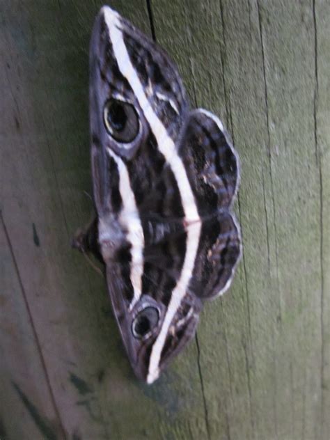 tom  annes garden double white banded noctuid moth