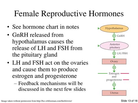 Ppt Human Reproductive System Powerpoint Presentation Free Download