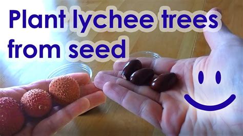 plant lychee seeds youtube