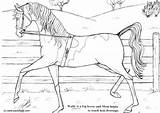 Dressage Coloring Wally Large sketch template
