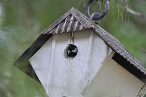 carolina chickadee nesting   box  put  bird tables bird houses backyard birds