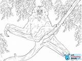 Tree Gibbon sketch template