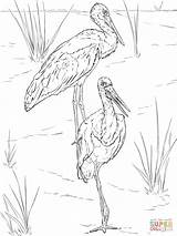 Coloring Pages Storks Pair Stork Realistic Printable sketch template