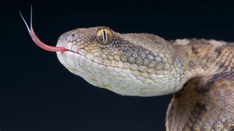 venomous snakes   planet  science