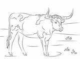 Longhorn Coloring Pages Texas Drawing Printable Clipart Bevo Cows Sketch Categories sketch template