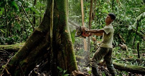 ontbossing amazonewoud versnelt weer mo