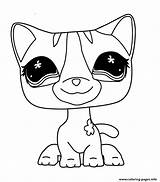 Coloring Pet Shop Pages Littlest Cat Lps Printable Shorthair Cats Color Info Template sketch template