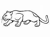 Cougar Coloring Pages Puma Printable Color Getcolorings Animal Magnificent sketch template