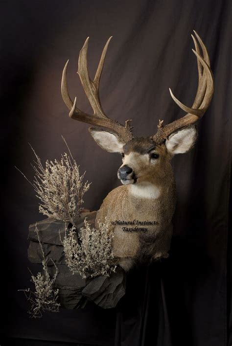 images  deer mounts  pinterest habitats pedestal  deer