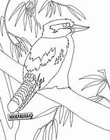 Kookaburra Coloring 800px 13kb sketch template