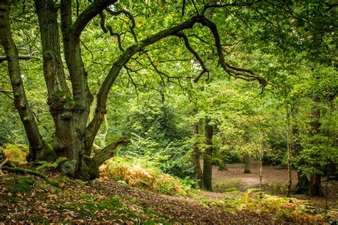 bosforum bos een zaak van algemeen belang